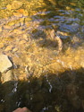 trout swimming away